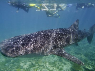Best place to see whale sharks Maldives Tour