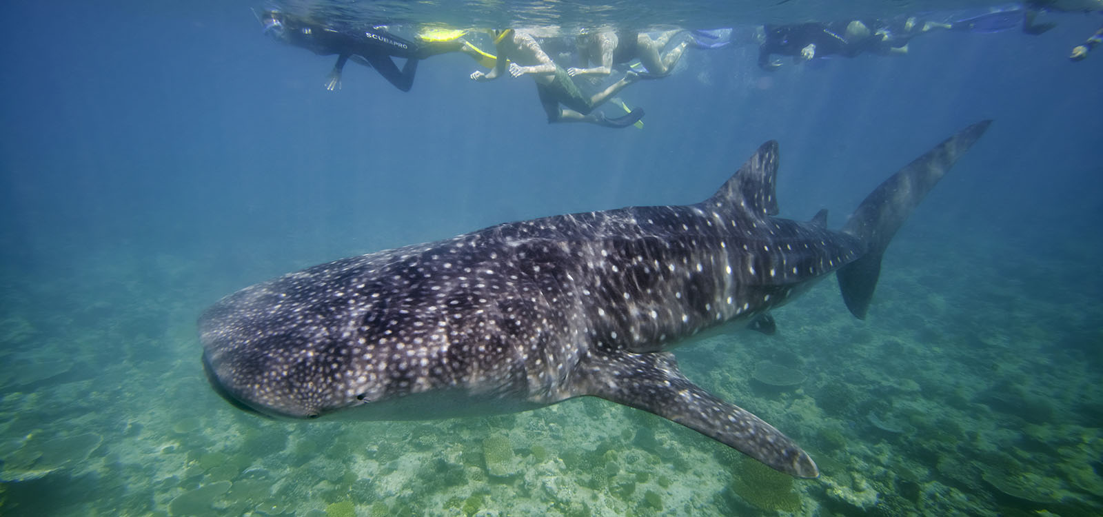 Best place to see whale sharks Maldives Tour