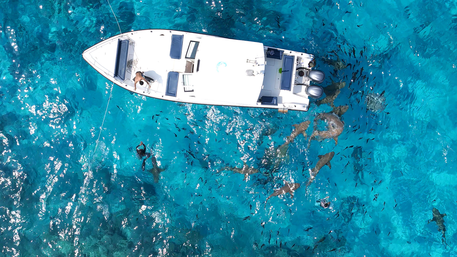 Nurse Sharks Snorkeling in Maldives